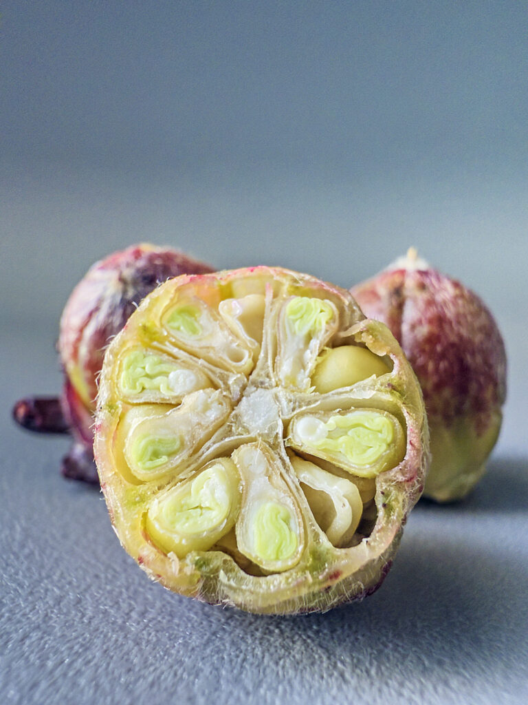 Close-up photo of inside of seed from a fresh hibiscus flower (aka Jamaican sorrel). Two whole seeds are in background.