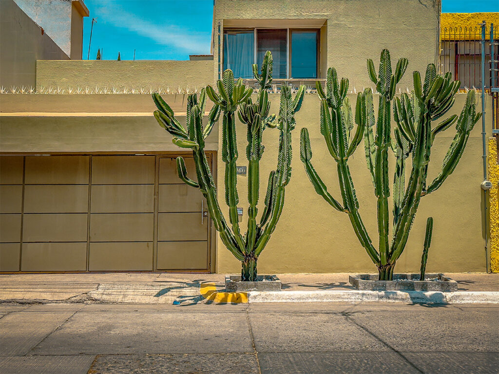 Two tall cacti growing from sidewalk planters in front of a modern Mexican building.
