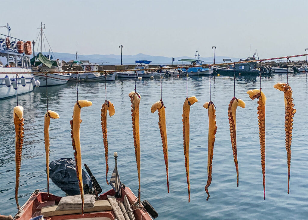 Octopus tentacles drying on a line