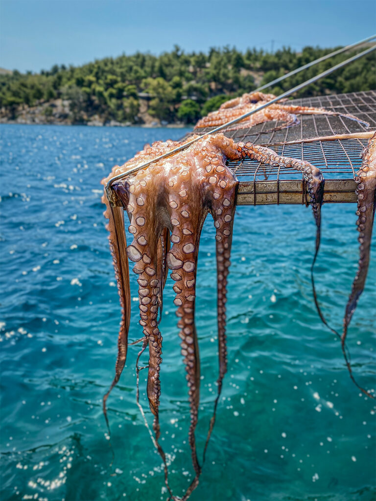 Octopus drying on rack (Chios, Greece)