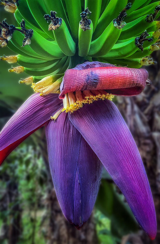 Bananas in the jungle